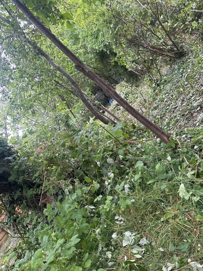 This image depicts an overgrown outdoor area, specified to be in North Hertfordshire, United Kingdom. The scene is characterized by dense, wild vegetation under diffused daylight. The perspective is an upward angle, with the image rotated, showing several tree trunks ascending diagonally from the lower left to the upper right.
Multiple thin tree trunks, featuring relatively smooth, greyish-brown bark, rise through a dense canopy of bright green leaves. The ground and midground are heavily covered by thick undergrowth, consisting of various green plants, including abundant brambles with serrated leaves and thorny stems, intermingled with tall grasses and other leafy flora. Scattered cut branches and fallen leaves are visible on the ground, indicating recent vegetation clearing or pruning activities.
A blue object, possibly a piece of plastic or fabric, is partially discernible in the mid-left background, obscured by foliage. In the lower-left background, a reddish-brown structure, consistent with a wooden fence or shed, is faintly visible through gaps in the dense greenery. The illumination is even and soft, suggesting an overcast sky or indirect light filtered through the canopy. No people, animals, or specific actions are visible within the frame.