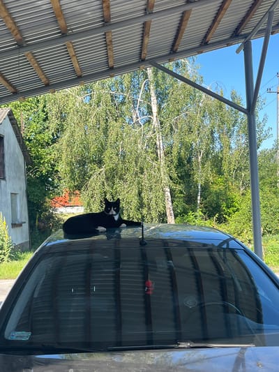 A black and white cat is lying on the roof of a car. The car is parked under a corrugated metal roof supported by wooden beams and metal poles, suggesting it's in a carport or open garage. The background shows a dense collection of trees with green foliage and a clear blue sky. To the left of the car, a portion of a building with a light-colored facade is visible. The scene is illuminated by daylight, casting shadows. The overall setting appears to be outdoors, possibly in a residential area. The license plate on the car windshield reads "WPR6917R".