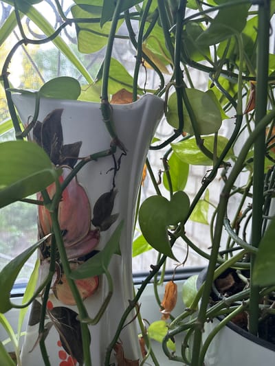 This media file shows a close-up view of a potted plant, likely a Pothos, with lush green vines and heart-shaped leaves cascading downwards. The plant is positioned in front of a window covered by a white sheer curtain, through which a slightly blurred outdoor scene is visible. Sunlight filters through the curtain, creating a soft, diffused light.
A decorative ceramic pot is partially visible amongst the foliage. The pot is white and adorned with a painted floral design, featuring shades of pink, orange, and dark brown. The design appears to be stylized flowers or petals.
The perspective is from below, looking up through the dense network of plant stems and leaves. Some dried brown leaves are scattered among the green ones, suggesting the plant is well-established and perhaps undergoing a natural cycle of growth and shedding.
The overall impression is one of a tranquil indoor setting, likely a home or office, where the plant is thriving near a window. There is no visible text in the image. The time of day appears to be daytime, given the sunlight, but the specific time is not discernible. The weather is also not directly indicated, beyond the presence of light suggesting it is not heavily overcast.