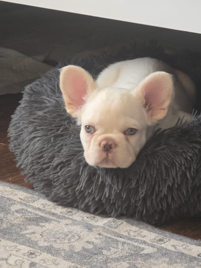 A light-colored French Bulldog puppy with blue eyes is lying in a fluffy grey dog bed. The puppy's head rests on the edge of the bed, and it is looking forward. The dog bed is on a patterned rug, and a wooden floor is visible behind it. The background is dark and out of focus, suggesting an indoor setting. There are no people visible in the image, and no specific location in Sarasota, United States, can be determined from the visual information provided.