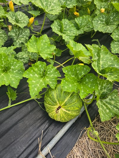 A green, striped pumpkin is growing on a vine amidst large, variegated leaves, possibly in a garden in Gumi-si, South Korea. Yellow pumpkin flowers are visible among the foliage. The plants are growing on black plastic sheeting, with straw and a gray pipe also present in the scene.