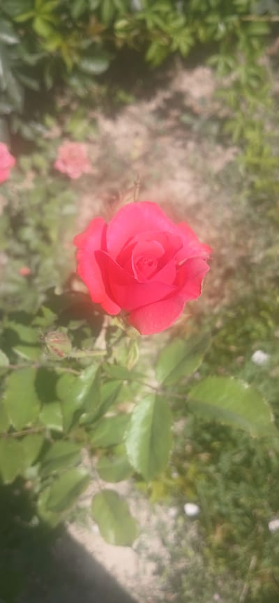 A single, vibrant red rose is in full bloom and prominently featured in the center of the image. The rose exhibits a classic, layered petal structure, indicative of its species. It is surrounded by green foliage and appears to be growing outdoors. The background is softly blurred, suggesting a garden setting with other plants and possibly some sandy soil visible. The lighting indicates it is daytime, with sunlight casting subtle shadows. No people or specific urban landmarks are identifiable, but the presence of a cultivated rose suggests a garden or park environment, which could be found in Jizzakh, Uzbekistan.