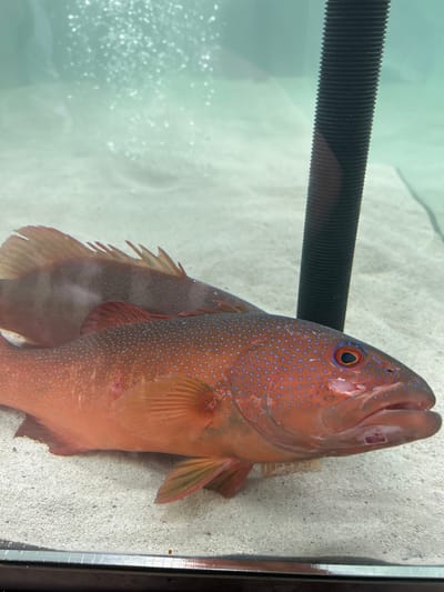A coral grouper rests at an angle against the sandy bottom of an aquarium. Its reddish-orange body is speckled with small blue dots. The fish's eye is visible and appears focused. A large black corrugated tube extends horizontally behind its head. Oxygen bubbles are visible near the lower left of the frame, suggesting an aerator is present. The fish's fin and the aquarium wall are visible on the right side of the image.