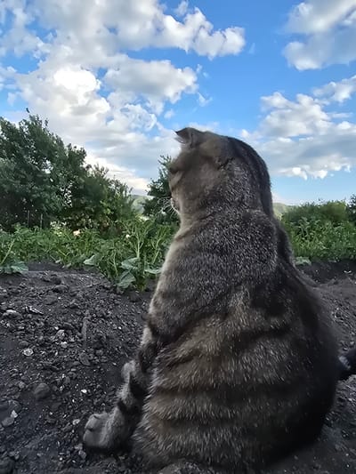 A domestic cat with tabby markings rests on dark, rocky ground. The cat is viewed from behind, with its tail curled and its fur appearing thick and well-groomed. The ground is composed of small, dark stones and some lighter debris. In the background, lush green foliage and the leaves of a large tree are visible, suggesting an outdoor setting with vegetation. Above the greenery, a bright blue sky is dotted with fluffy white clouds, indicating a pleasant daytime with fair weather. The angle of the shot, looking upwards from the ground, creates a dramatic perspective that emphasizes the cat's presence against the expansive sky. No people, text, or specific events are depicted. The scene appears calm and natural, set in a rural or semi-rural environment, consistent with the provided location context of Serebriansk, Kazakhstan.