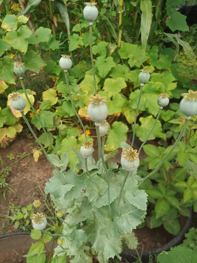 In Solonytsivka, Ukraine, a cluster of opium poppy seed pods, identified as Papaver somniferum, stands prominently in a garden setting. The seed pods, varying in size and maturity, are characterized by their bulbous shape and distinct crown-like stigmas at the apex. The plants exhibit grey-green, lobed leaves and slender, upright stems. Surrounding the poppy plants are other green foliage, including large, lobed leaves characteristic of squash or pumpkin plants, and smaller, serrated leaves that appear to belong to a different species, possibly raspberry. The ground beneath the plants is composed of dark soil, and a black rim of a pot is partially visible at the bottom of the frame, suggesting some of the plants may be in containers. The overall environment suggests a cultivated outdoor space.