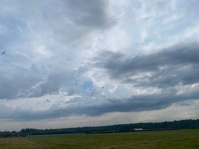 A wide shot captures a cloudy sky over a rural landscape in Zavolzhsky, Russia. A flock of birds, likely seagulls, are scattered across the sky, some in flight and others appearing to glide. The sky is dominated by a mix of dark and light gray clouds, with patches of bright sky visible between them. In the distance, a line of dark green trees forms a dense forest that stretches horizontally across the frame. In front of the trees, a fence runs along the edge of a mowed field, which takes up the lower portion of the image. The field appears to be dry and somewhat uneven. The overall scene is one of nature under a dynamic sky.