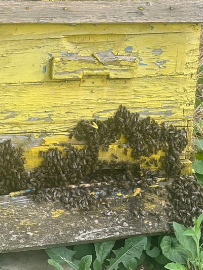 In an outdoor setting, a close-up shot focuses on a weathered, bright yellow wooden beehive. The paint on the hive is peeling, revealing layers of older paint and wood beneath. A dense cluster of honeybees is actively swarming on the lower front portion of the hive. The bees are congregated on the horizontal wooden ledge and are densely packed, with many appearing to be in motion. Some bees are also visible on the vertical wooden surfaces of the hive. The background is out of focus, showing dry grass and green foliage, suggesting a natural or semi-natural environment. There are no people or other animals visible in the image. The overall impression is one of intense bee activity around a rustic hive. This image does not provide any information about the location in Ohrid, Bulgaria.