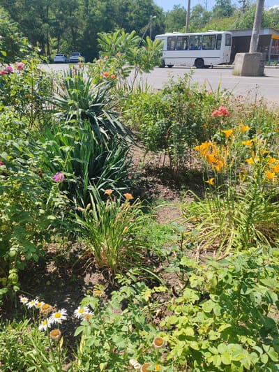 This image captures a vibrant flowerbed in front of a road with a bus stop in the background. The foreground is dominated by various flowering plants. To the left, pink roses are in bloom, with a single purple flower visible amidst dense green foliage. A large, spiky green plant stands prominently in the center. To the right, clusters of bright orange lilies with long, slender stems add a splash of color, with some buds still closed. Several daisies with white petals and yellow centers are scattered in the lower part of the frame, some with withered brown centers. The background shows two cars parked on the side of the road, with a white bus stopped at a bus stop. The scene is set against a backdrop of lush green trees under a clear blue sky. The location is the city of Loris, Russia, suggesting an urban or semi-urban setting with natural elements.