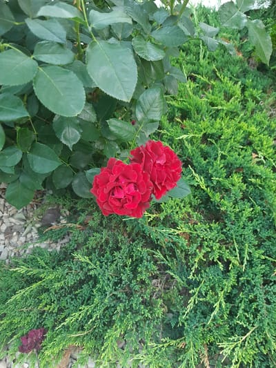 In Keleberda, Ukraine, two vibrant red roses bloom amidst lush green foliage. The roses are the central focus, with their velvety petals unfurling to reveal their intricate beauty. To the left of the roses, dark green rose leaves form a dense canopy, providing a striking contrast to the bright red of the flowers. To the right and below the roses, a carpet of feathery, light green juniper bushes stretches across the frame, adding texture and depth to the scene. The ground beneath the plants is covered in a layer of pale gray gravel, suggesting an outdoor setting, perhaps a garden or park. A single dark, wilted rose lies partially obscured by the juniper on the lower left, hinting at the transient nature of these blossoms. The overall impression is one of natural beauty and vibrant color.