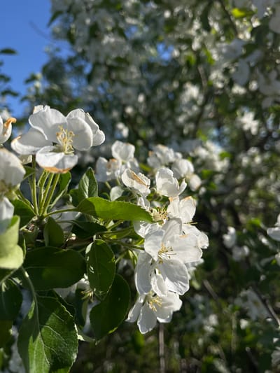 A close-up photograph features a cluster of white blossoms on a tree, likely a fruit tree such as an apple, against a softly blurred background. The flowers in the immediate foreground are in sharp focus, revealing their delicate white petals and prominent yellow-tipped stamens. Some petals exhibit slight browning at their edges. Vibrant green leaves are intermingled with the blossoms, some illuminated by direct sunlight.
The background consists of numerous other white flowers and green foliage rendered with a soft, out-of-focus effect, characteristic of a shallow depth of field. Glimpses of a clear, bright blue sky are visible through the canopy, especially towards the lower left and upper left portions of the image, indicating sunny weather. The natural lighting suggests it is daytime, possibly morning or afternoon. The overall scene captures the beauty and freshness of spring or early summer bloom.
The setting is outdoors, likely in a garden or natural area, consistent with the provided location context of Зыково, Russia. There is no visible text in the image.