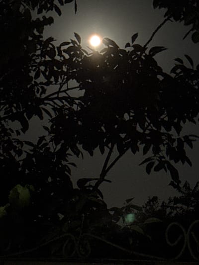 The image is a photograph taken outdoors at night, likely in Protopopivka, Ukraine. Silhouetted against a hazy, dimly lit sky, branches and leaves of a tree obscure the view. The moon, appearing as a bright, almost white circle, is visible through a gap in the foliage. The lower portion of the image shows a dark foreground, with some indistinct green shapes that could be leaves or flowers. To the right, a decorative wrought-iron fence is partially visible, also silhouetted against the darkness. The overall impression is one of a dimly lit, somewhat mysterious nocturnal scene. There are no people or discernible actions depicted in the photograph.