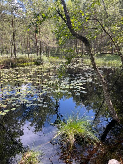 The image depicts a serene natural scene featuring a dark, still body of water covered with numerous lily pads. The water's surface reflects the surrounding environment, including the sky with scattered clouds and the lush green trees that border the water. The trees appear to be a mix of pine and birch, with some of them leaning over the water. A few branches and blades of grass are visible emerging from the water, adding to the natural, untamed feel of the location. The overall impression is one of tranquility and natural beauty. The location is not specified as being in the city of Priluki, Russia; it is a general natural landscape.