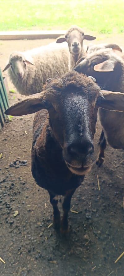 A close-up shot focuses on the face of a dark-brown sheep in the foreground, looking directly at the camera. The sheep has large, expressive ears that are held out to the sides. Its fur is rough and textured, with some lighter brown patches. The background is blurred, showing other sheep, some with lighter wool, and a green, grassy area beyond. The ground is a mix of dirt and straw. The scene appears to be an outdoor enclosure, possibly a farm or rural area. No specific location in Каменное, Russia is indicated by the image itself.