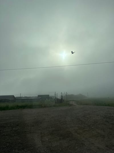 A bird is silhouetted against a bright, hazy sky as it flies over a dirt road. In the distance, a row of houses with dark roofs is visible, with some fence structures and utility poles scattered around. The sky is overcast and filled with fog, obscuring the horizon. The scene appears to be a rural area, possibly in Kuda, Russia, given the architectural style of the houses and the presence of a dirt road and utility poles. The overall atmosphere is somber and muted due to the fog and low light conditions.