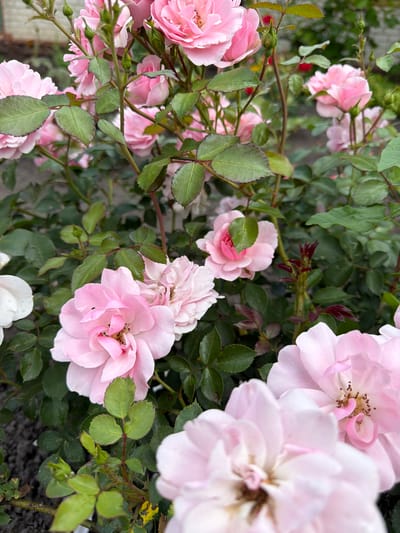 A close-up, overhead shot showcases a cluster of delicate pink roses in bloom, set against a backdrop of lush green foliage. The roses vary in their stage of bloom, with some fully open, revealing their intricate petal structures and stamen, while others are still in bud. The petals are a soft, pastel pink, with a slight variation in shade across the blooms. Sunlight appears to be diffused, suggesting it might be a slightly overcast day or that the flowers are shaded by taller plants or trees. The leaves are a vibrant green, some showing a slight serration along their edges, and a few dark reddish-purple shoots are also visible on the stems, adding a touch of contrasting color. The scene evokes a sense of natural beauty and tranquility, typical of a garden setting. There are no people, visible text, or specific urban location cues in the image, aside from the context provided about Velyki Osniaky, Ukraine, which suggests a rural or semi-rural garden environment. The focus is entirely on the natural elements of the rose bush.