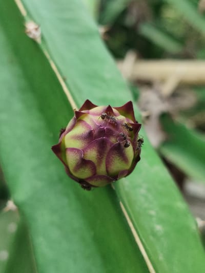 A close-up, eye-level shot focuses on a small, unripe dragon fruit, predominantly green with reddish-purple markings, growing on a vibrant green cactus pad. Several black ants are visible on the surface of the fruit, with at least five ants clearly discernible. The background consists of blurred green foliage and lighter, out-of-focus elements, suggesting an outdoor environment. The image is taken in the city of Blangseupeng, Indonesia, implying the dragon fruit and cactus are part of the local flora. The lighting appears to be natural daylight.