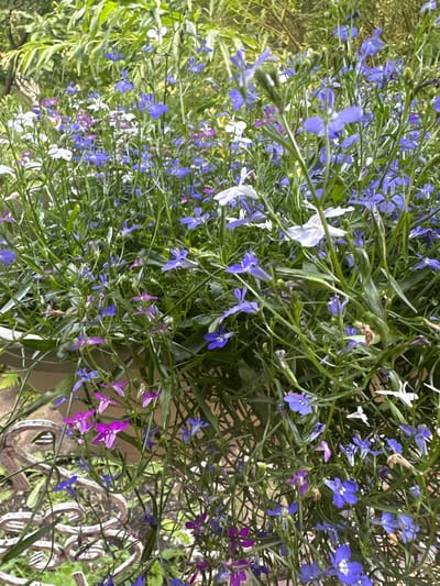 A close-up, eye-level, vertical shot captures a dense cluster of blooming lobelia plants. The flowers exhibit a vibrant mix of colors, predominantly deep blues and purples, with occasional white blossoms interspersed throughout. The plants are lush and verdant, with thin, wiry stems and narrow green leaves that create a somewhat chaotic yet visually appealing arrangement. The foreground is dominated by the textured, dark brown wrought iron of a decorative fence or planter. Behind the flowers, blurred green foliage suggests a natural, outdoor environment. The lighting is soft and diffused, indicating an overcast day or shaded location. The image does not contain any people, animals, or discernible human activity beyond the arrangement of the plants and the presence of the metalwork. The setting appears to be a garden or outdoor decorative space.