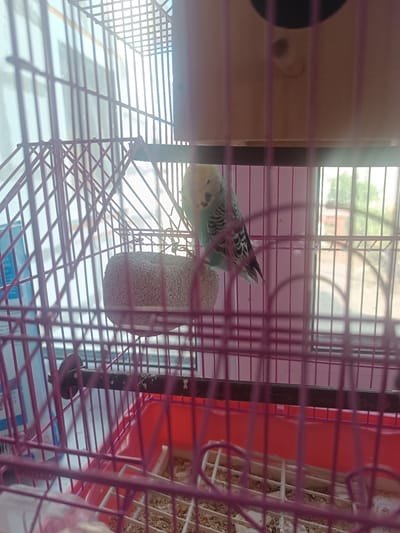 A budgerigar, a small bird, is perched inside a pink birdcage. The budgie has a light green body with black markings on its wings and a yellow head. It is standing on a rough, light-colored perch. The cage has a pink frame and bars, and a red tray at the bottom. There is a wooden nesting box attached to the top of the cage. Through the cage bars, a window is visible, suggesting an indoor setting. The lighting indicates it is daytime, possibly morning or afternoon, with sunlight streaming in. The scene is likely a home environment in Hlobyne, Ukraine.
