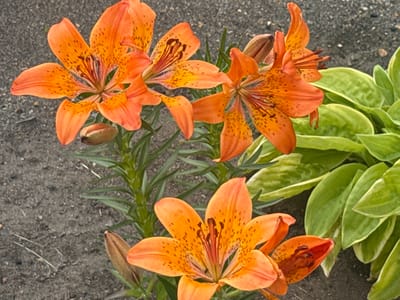 In Kuril'sk, Russia, a close-up shot captures several vibrant orange tiger lilies in bloom, their petals speckled with darker orange spots. The lilies are arranged in a cluster, with some flowers fully open and others still developing buds. Their slender green stems and leaves are visible, contrasting with the dark, granular soil that forms the ground. To the right of the lilies, a dense patch of lush green hosta plants with variegated leaves adds another layer of texture and color to the scene. The background is a soft blur of gray, suggesting a garden setting.