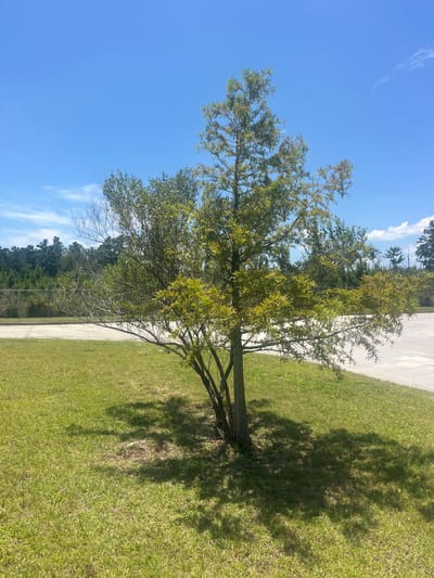 A lone tree with green foliage stands in the center of a grassy area. The tree has multiple trunks branching out and is casting shadows on the ground. In the background, there is a concrete area, a fence, and a dense line of trees. The sky is a clear blue with a few wispy clouds. The location is the city of Pooler, United States of America.