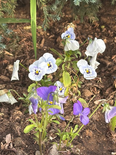 The image shows a close-up view of a garden bed in Azuqueca De Henares, Spain. Several pansy flowers in shades of white, light blue, and purple are visible, with some in full bloom and others partially wilted. The plants are surrounded by soil and mulch. A patch of evergreen foliage is present on the left side of the image.