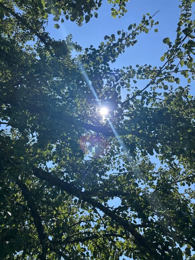 The image captures a low-angle view looking up through the canopy of a tree with green leaves against a clear blue sky. Sunlight streams through the leaves, creating lens flare effects and casting a bright glow. The branches of the tree are visible, some dark and thick, others thinner and covered in foliage. The scene is illuminated by the sun, which is partially obscured by the leaves. There are no people or discernible objects other than the tree and the sky. The environment appears to be outdoors, likely in a park or garden. The photograph was taken in Svobodny Trud, Russia.