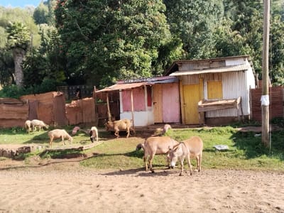 The image displays an outdoor scene in Subukia ward, Kenya, under clear daylight. The foreground is a dry, unpaved dirt road. On the right side of this road, two light-brown donkeys stand, facing slightly left. Adjacent to the road, a grassy area hosts six sheep, predominantly white, actively grazing. One brown goat stands near a building on the right, with a smaller brown goat also present. A small pink pig is lying on the grass amidst the sheep.
In the midground, two single-story structures constructed from corrugated iron sheets are visible. The left building is painted light pink with white trim, featuring a visible doorway; partial lettering "ASK PLUM" is discernible on its roof overhang. The adjacent right building is unpainted, appearing silver-grey, and has a yellow-painted wooden door and a wooden shelf-like protrusion. To the left of these buildings, a fence constructed from rusted corrugated iron sheets partially encloses the grassy area. A wooden utility pole stands on the far right.
The background consists of dense green vegetation, including numerous tall trees and foliage. A clear blue sky is visible at the top. No human subjects are present.