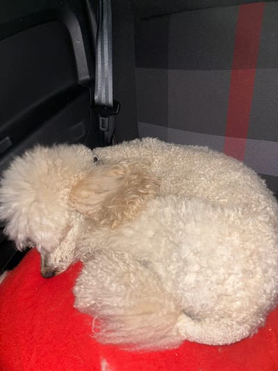 A light-colored poodle, possibly a bichon frise or poodle mix, is curled up asleep on a red cushion in the back seat of a car. The car's interior is visible, with a dark plastic panel on the left and the textured fabric of the seat on the right. A seatbelt is present, running vertically behind the dog. The seat fabric has a pattern of dark gray and thin light gray stripes, with a wider vertical red stripe on the right side of the frame. The poodle's fur is curly and appears soft. Its head is tucked into its body, and its eyes are closed. The image appears to be taken indoors, in a vehicle.