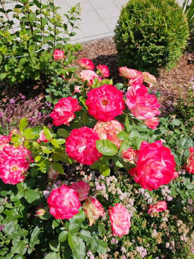 A close-up, eye-level, natural light shot features a vibrant cluster of pink and white roses in a garden. The roses, with their layered petals, vary in bloom fullness. Some are fully open, revealing their stamens, while others are buds. Surrounding the roses are green leaves and smaller, pinkish-purple flowers. In the background, a rounded green evergreen shrub is visible, along with a paved walkway and mulch. The scene suggests a well-maintained garden in a residential or communal outdoor space. The image is sharp, with the focus primarily on the roses in the foreground. No people are present in the image. The general setting appears to be a suburban garden.