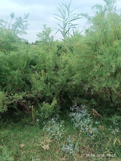 The image shows a natural landscape with dense green vegetation. In the foreground, there is a patch of grass with scattered dried stalks and some small blue spiky flowers. Behind the grass, there are numerous bushy green plants, some with thin, wispy branches and others with denser foliage. Tall, thin reeds are visible in the background, reaching towards a cloudy sky. The overall impression is of an uncultivated area, possibly a roadside verge or undeveloped land on the outskirts of a settlement. The timestamp in the bottom right corner indicates the image was taken on June 30, 2026, at 10:21. While the prompt mentions the city of Ақжар, Kazakhstan, the image itself does not contain any specific landmarks or elements that definitively place it within that city. It depicts a general natural scene. There are no people or animals visible in the photograph.