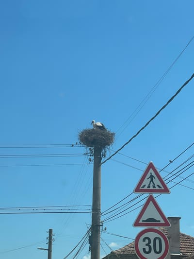 An eye-level shot captures a stork perched in a large nest atop a utility pole, set against a clear blue sky. The pole also supports several power lines and three road signs: a pedestrian crossing warning, a speed bump warning, and a speed limit sign indicating 30 km/h. The scene is in the city of Panicheri, Bulgaria.