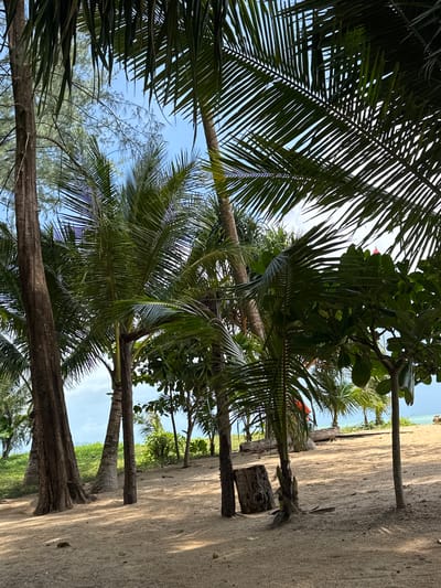 The image depicts a sandy beach area with lush tropical vegetation, including numerous palm trees and other leafy plants. In the foreground, several large tree trunks are visible, some with rough, textured bark. The sand is light in color and appears dry, with scattered leaves and debris. In the background, the turquoise water of the ocean can be seen meeting the horizon under a bright, cloudy sky. The overall impression is one of a serene, natural tropical environment. The scene is consistent with a location in Ban Khuk Khak, Thailand, known for its beautiful beaches and palm-lined shores. There are no people or animals visible in the image. The lighting suggests it is daytime, with dappled sunlight filtering through the foliage.