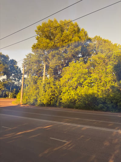 The image captures a roadside scene bathed in the warm, golden light of what appears to be late afternoon or early morning. A paved road with double white lines marking lanes runs horizontally across the lower half of the frame, with a concrete curb separating it from a dense line of vibrant green foliage. Tall trees, their leaves illuminated by the sunlight, form a lush backdrop along the side of the road. Two utility poles with overhead wires are visible amidst the trees, suggesting an urban or suburban setting. The sky above is a pale, clear blue. The overall impression is one of a serene, natural setting adjacent to a road, likely within the city of Leninsk-Kuznetsky, Russia, given the contextual information. No people or vehicles are present in the image.