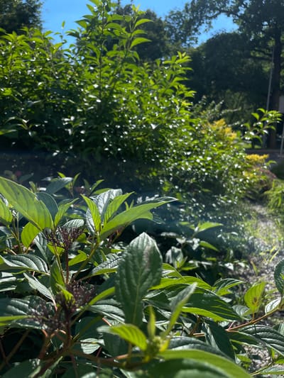 The image depicts a close-up view of lush green foliage, primarily focusing on the leaves and branches of a shrub or small tree. The leaves are a vibrant green, with some showing subtle variations in tone and texture, suggesting they are healthy and in good condition. The lighting indicates it is daytime, with sunlight casting shadows and highlighting the textures of the leaves.

The background is blurred, composed of more greenery and hints of other plants, creating a depth-of-field effect. In the distance, there are darker masses of foliage, possibly trees, and a faint suggestion of a building or structure. A sliver of bright blue sky is visible on the left side of the frame, suggesting an outdoor setting.

The image appears to capture a moment of stillness, with the focus on the natural beauty of the plants. There are no people or discernible objects, other than the plants themselves. The mood is serene and natural. The photo appears to have been taken in a garden or park-like setting. The context provided suggests this scene is located in Bolesławiec, Poland. No text is visible in the image.