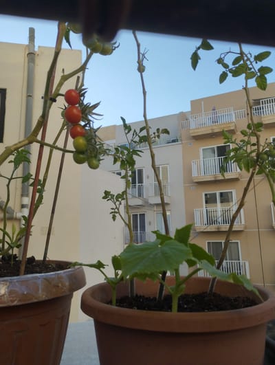 In Gżira, Malta, on a balcony, two potted plants are visible against a background of apartment buildings. The plant in the foreground, on the right, is a young cucumber plant in a brown terracotta pot, with lush green leaves. To its left, a second, larger brown pot holds a tomato plant with several green and red cherry tomatoes growing on its branches. The tomato plant is supported by thin stakes. Beyond the balcony, several stories of apartment buildings are visible, characterized by beige and off-white facades, multiple balconies with white railings, and windows. The sky above is a clear, pale blue.