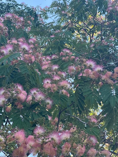 The image depicts a close-up view of a flowering Mimosa tree in Le Lavandou, France. The tree is covered in numerous delicate, pink, and white pom-pom-like blossoms, with some buds also visible. The foliage is a deep green, with feathery, compound leaves. The background consists of a clear, pale blue sky. The overall impression is one of lushness and floral abundance, typical of a Mediterranean climate. The lighting suggests it is daytime, with sunlight filtering through the leaves. There are no people or other animals visible in the frame.