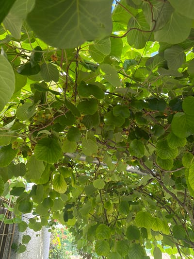 The image shows a close-up view looking upwards into a canopy of green kiwi vines. The leaves are lush and abundant, with sunlight filtering through them, creating bright patches and shadows. Several small, green kiwi fruits are visible hanging from the branches, along with some dried flower remnants. The vines are supported by a metal structure, part of which is visible across the top and right side of the frame. In the lower left and right portions of the image, elements of the surrounding environment can be seen, including a textured stone column, a section of a metal fence, and in the background, a blurred view of a garden with colorful flowers and greenery, suggesting an outdoor setting. The scene is illuminated by natural daylight, and the overall impression is one of growth and abundance in a garden or vineyard. The specific location in Lyubimets, Bulgaria, is inferred from the prompt, but not visually evident within the image itself.