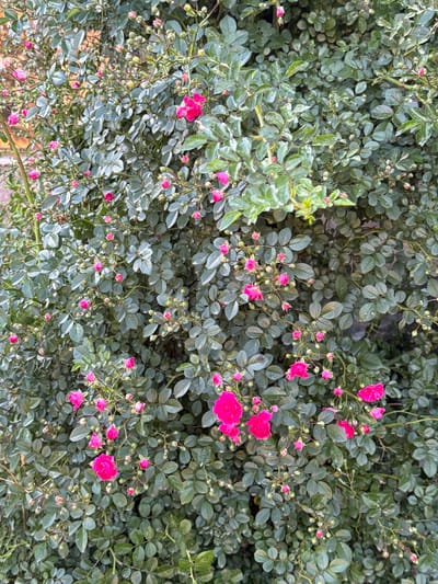 The image displays a dense, thriving rose bush located in the city of Taperakan, Armenia. The bush is replete with numerous small, vibrant fuchsia-pink roses and an abundance of spherical buds in various stages of development, from tight green buds to those showing hints of pink. The foliage is thick and comprises compound leaves, predominantly dark green, with some areas exhibiting a lighter, possibly variegated or dusty appearance. The leaves are densely packed, obscuring most underlying structures, though a glimpse of an orange-brown wall is visible through a sparse section of foliage in the upper left background. No individuals, animals, or active interactions are depicted within the frame. The lighting is uniform, suggesting an overcast sky or diffused light source, illuminating the entire bush consistently.