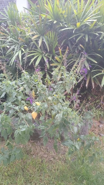 A lush garden scene features a mix of greenery. Palm-like plants with radial leaves dominate the left side of the image. Taller flowering plants with purple blossoms stand centrally, their green leaves intermingling with the other plants. Brown mulch is visible under the plants. Short grass fills the right side of the frame. Part of a building’s air conditioning unit is visible in the lower left corner.