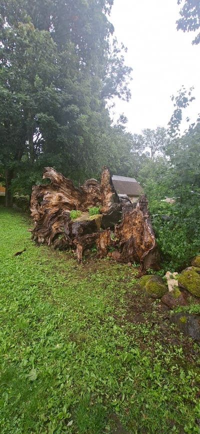 The image depicts a large, weathered tree stump in a grassy area. The stump is roughly hewn, with exposed wood grain and a gnarled texture. Small green plants are growing from crevices in the stump. In the background, there is lush green foliage from trees and bushes. A building with a thatched or shingled roof and stone walls is partially visible behind the stump and to the right. The ground is covered in green grass with some scattered debris, including rocks and what appears to be a small stick. The overall impression is of a natural outdoor setting, possibly a garden or park area, with elements of decay and new growth.