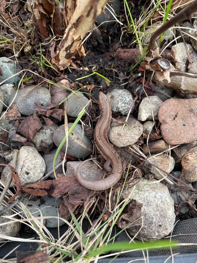 A lizard is camouflaged amongst a bed of rocks, dried leaves, and blades of grass. The lizard is positioned in the center of the image, curving slightly. The background consists of a mix of light grey and brown rocks of various sizes, scattered dried brown leaves, and green grass blades. A plant stem appears on the left side. The overall scene suggests a natural outdoor environment, possibly a garden or uncultivated area. It's difficult to verify if the location of the scene is the city of Лесной Пейзаж Кп (шарапово, Russia), as the image itself does not provide specific geographic details.