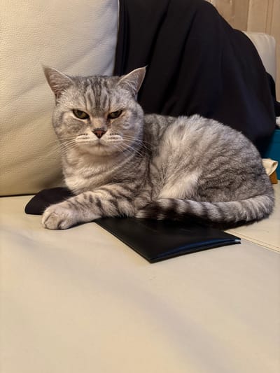 A silver tabby cat with green eyes is lying on a cream-colored sofa. The cat is curled up, with its head resting on its paws. It is looking directly at the camera with a slightly grumpy expression. Behind the cat, there is a black fabric draped over the back of the sofa. To the right of the cat, there is a teal-colored object. The sofa is placed in an indoor setting, possibly a living room. There are no people visible in the image. The location in the city of Pontonny, Russia, is not discernible from the visual cues in the image.
