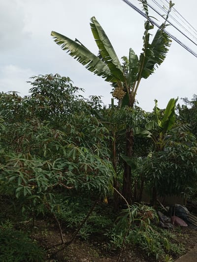 The image displays an outdoor scene in Cibadak, Indonesia, characterized by dense tropical vegetation under an overcast, light grey sky. A prominent banana tree, centrally located, extends upwards and bears a cluster of light-colored bananas midway along its trunk. Additional banana trees with large green leaves are visible, particularly in the midground. The foreground and midground are heavily populated by numerous cassava plants, identifiable by their distinctive palmate, dark green leaves. Dark utility lines are visible against the sky in the upper right portion of the frame. The ground consists of dark soil with scattered smaller green plants. In the lower right corner, a small collection of miscellaneous discarded items, including what appears to be corrugated metal and dark fabric, rests on the ground. No people are present.