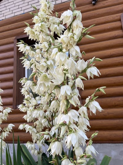 A close-up, eye-level shot captures a tall stalk of white yucca flowers in bloom, set against the exterior of a wooden building with horizontal siding, located in the village of Seredivka, Ukraine. The building's wood is stained a medium brown. To the left of the flowers, a portion of a window frame with a dark brown wooden trim is visible, and beyond that, a hint of a windowpane reflecting muted light. Above the wooden siding, a section of a light-colored brick wall is visible. The yucca stalk is densely packed with numerous bell-shaped white flowers and green buds, some in full bloom and others partially closed. The foreground shows the tips of long, sword-like green leaves belonging to the yucca plant. The lighting suggests it is daytime, with soft, diffused light. There are no people visible in the image.