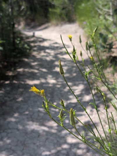 A close-up, low-angle shot captures a delicate yellow wildflower with thin petals blooming in the foreground, its stem curving towards the right of the frame. The flower is positioned against a blurred background that reveals a sandy path winding through dry, sun-dappled terrain. Several unopened flower buds, elongated and green, are visible along the stem and in the midground, suggesting the plant is in a state of active growth. The overall environment appears to be a natural, outdoor setting, likely in a park or wild area.