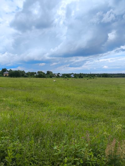 The image depicts a pastoral landscape in the city of Pervomaiskoe, Russia. A vast, green meadow dominates the foreground and mid-ground, characterized by tall, dense grass interspersed with wildflowers. Several cows are scattered across the meadow, grazing. In the background, a line of trees separates the meadow from a collection of houses, suggesting a rural or semi-rural settlement. The sky is filled with dramatic, heavy clouds, indicating a potentially overcast or approaching stormy weather. The overall scene conveys a sense of open space and natural beauty.