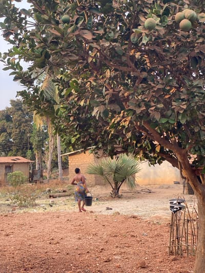 A sunny scene features a large tree bearing round fruits, possibly citrus, dominating the left. An unpaved yard with red soil stretches to the right. In the middle ground, a person carries a black bucket along a path. A small palm tree and rudimentary fence stand nearby a building. In the background, more trees and structures are visible, hinting at a rural or village setting.