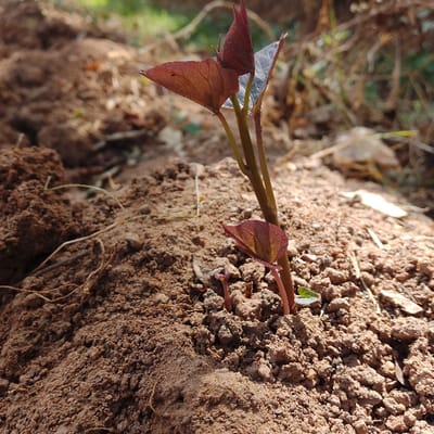 The image displays a close-up, ground-level perspective of a nascent plant sprout emerging from cultivated earth in Sámara, Costa Rica. The primary subject is a plant approximately 10-15 cm tall, characterized by a reddish-purple stem and small, cordate-shaped leaves that are predominantly maroon, with one leaf exhibiting a silvery-green underside. Immediately surrounding the main sprout, two smaller, similar reddish sprouts and a solitary small green leaf are visible, all rising from the brown, clumpy soil. The soil surface is loose and textured, forming slight mounds. The scene is illuminated by direct sunlight, creating defined highlights and shadows. The background is out of focus, revealing further disturbed brown soil and indistinct, distant vegetation, indicating an outdoor garden or agricultural setting.