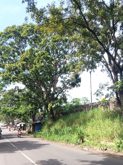 A street scene features lush green trees dominating the landscape. Dense foliage provides partial shade over the road, creating dappled light patterns. Tall grass and greenery line a hillside adjacent to the street, bordered by a low wall. A lamppost is visible against the sky. A few small structures and motorcycles suggest a roadside market or residential area.