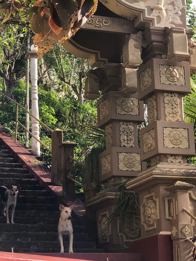 Two dogs stand on a stone staircase leading up to an ornate architectural structure. The staircase has red railings and is bordered by lush green foliage. The architectural element features intricate carvings and decorative patterns in shades of brown and gold. One dog, a mixed breed with black and white fur, is positioned on a higher step, looking towards the left. The other dog, a light-colored mixed breed, stands lower on the stairs, facing right. The background is filled with dense green vegetation, suggesting an outdoor, possibly tropical environment. The architecture suggests a temple or a significant cultural site.